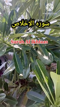 Surah Al Ikhlaas | Tilawat quran | bubak learn quran | Learn Quran