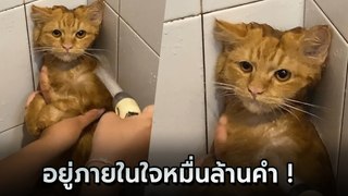ขำลั่น เมื่ออาบน้ำให้แมวส้ม ดูหน้ามันสิ ชาวเน็ตเมนต์สนั่น ระวังตัวไว้นะนุด