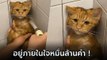 ขำลั่น เมื่ออาบน้ำให้แมวส้ม ดูหน้ามันสิ ชาวเน็ตเมนต์สนั่น ระวังตัวไว้นะนุด