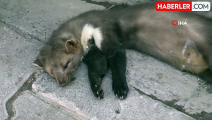 Nesli tükenmek üzere olan Alaca Sansar, Gercüş'te ölü bulundu