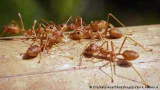 Red fire ants in Italy threaten Europe