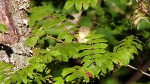The Chiffchaff: Close Up HD Footage (Phylloscopus collybita)