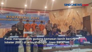 Gerebek Gudang Kemasan Benih Bening Lobster di Bogor, Ditpolair Tangkap 3 Tersangka