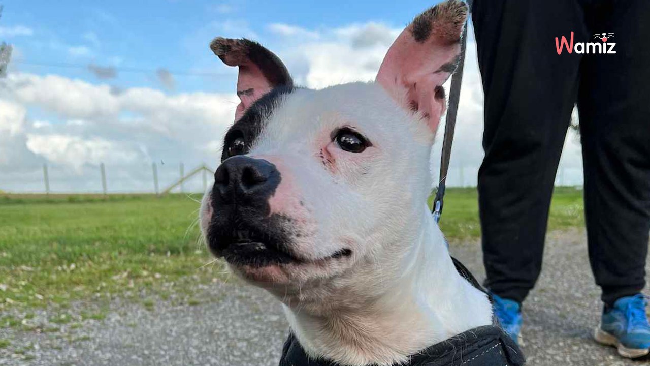 Loire-Atlantique : une association découvre un chien enfermé depuis 7 ans dans une salle de bain insalubre