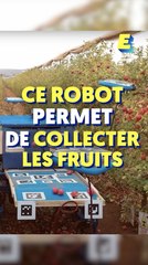 Ce robot permet de collecter les fruits