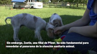 Zoetis está revolucionando el cuidado de mascotas con medicamentos similares a los humanos