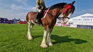 Balmoral 2024: Majestic Clydesdale horse
