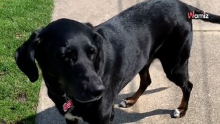 Ce chien découvre son nouveau jardin : elle s'attendait à tout sauf à cette réaction (vidéo)