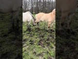 Horse's Hoof Gets Stuck in Halter of Another Horse