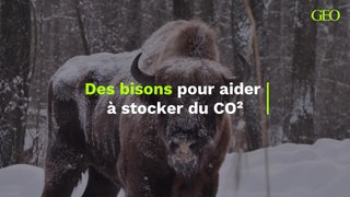 Des bisons pour aider à stocker du CO²