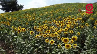 Adana’da tarlalar sarıya boyandı