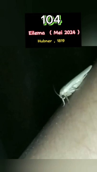 eilema