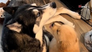Avec son nouveau petit frère, ce chien fait preuve d'une patience infinie ! (vidéo)