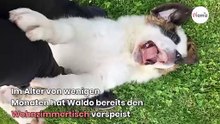 Frau adoptiert süßen Bernhardiner: 3 Jahre später fallen alle aus den Wolken!