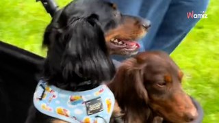 Chaque printemps, cette ville accueille plus de 1000 chiens Teckels pour une parade exceptionnelle ! (vidéo)