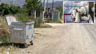 Üniversite öğrencileri çöp konteynerinde 6 yavru köpek buldu
