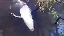 Piranha