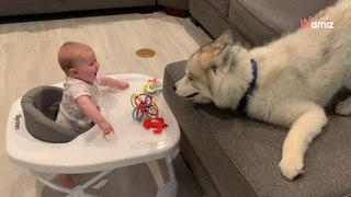 Bebé y husky regalan una escena que te dejará babeando (Vídeo)