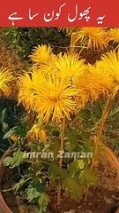 Which Flower is this? l Ye Konsa Phool hy?