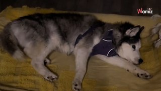 Elle filme son chien atteint de démence en pleine nuit : 1M de personnes ont le coeur en miettes (Vidéo)