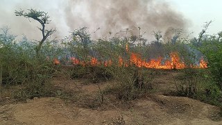 रजवट मैदान के जंगल में फिर से आग लगी, देखें वीडियो