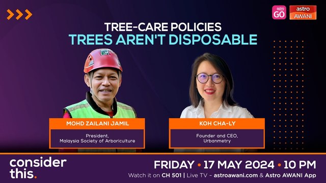 Consider This: Tree-Care Policies (Part 2) — Help Trees Thrive In Concrete Jungles