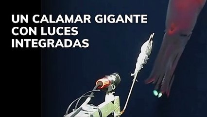 Un calamar gigante con luces integradas