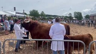 Milly Bradley from Witheridge in the judging ring with her Highland cow and calf, video by Alan Quick IMG_2818