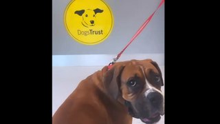 VIDEO DOGS TRUST FOSTER CARERS
