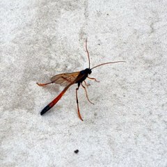 Faune et flore 170524