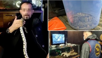 Sakarya'da evinde 2 kraliyet pitonu ele geçirildi, 25 bin TL ceza kesildi