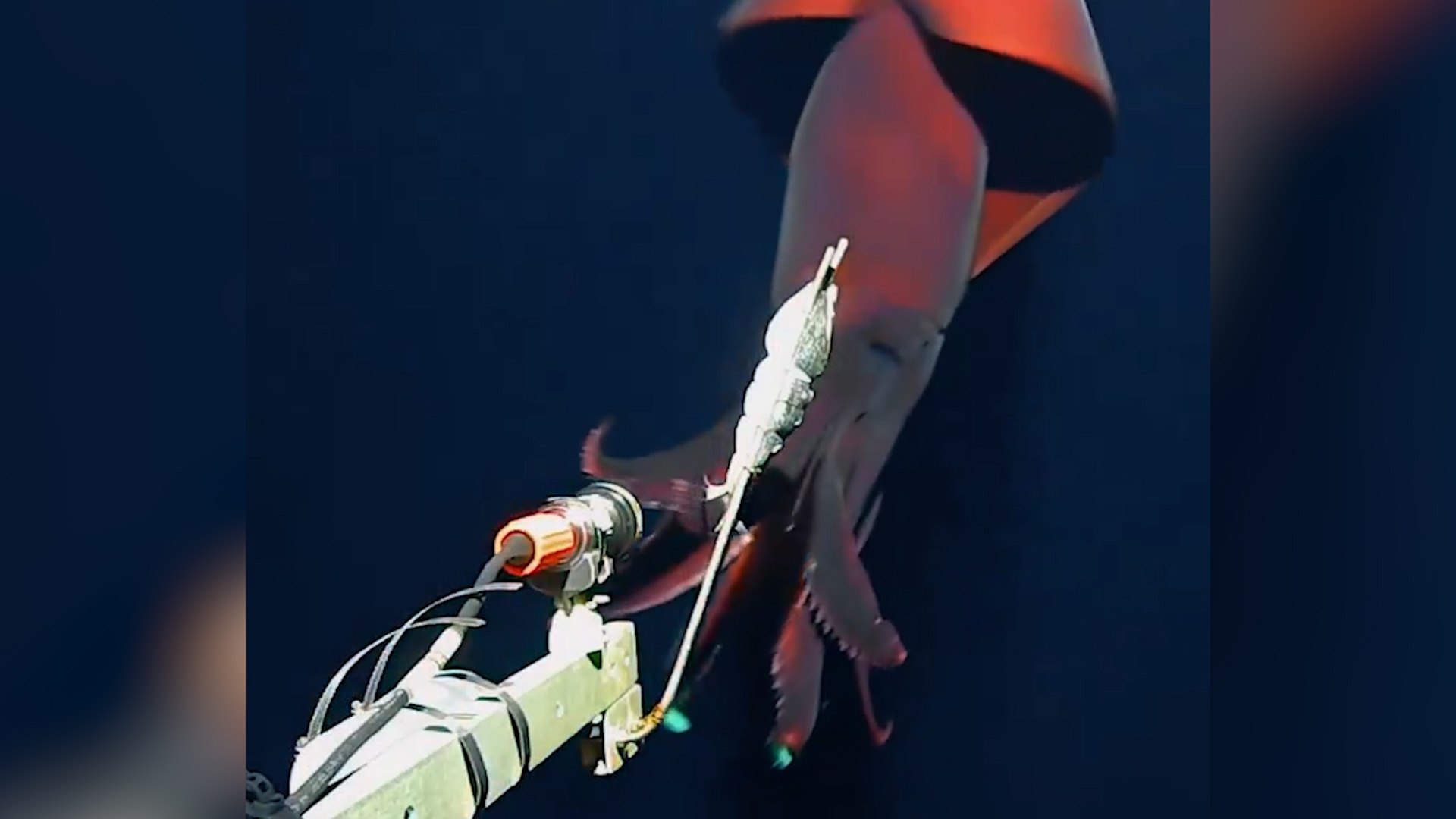 Imgenes inditas de un enorme calamar extremadamente raro que emite luces