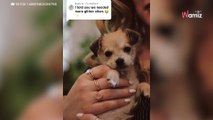 Une femme sauve un adorable chiot : 3 ans plus tard, l'apparence du toutou est un vrai choc (Vidéo)