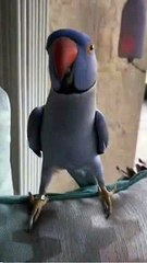 very cute talking _blue ring neck