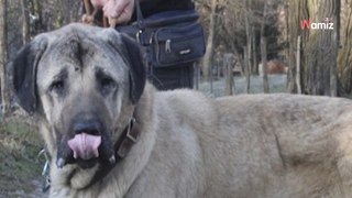 Retiré pour maltraitance, ce chien est au refuge depuis 2 ans et de ne trouve pas de famille à cause de ses pathologies