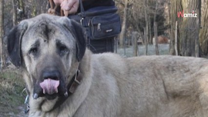 Retiré pour maltraitance, ce chien est au refuge depuis 2 ans et de ne trouve pas de famille à cause de ses pathologies