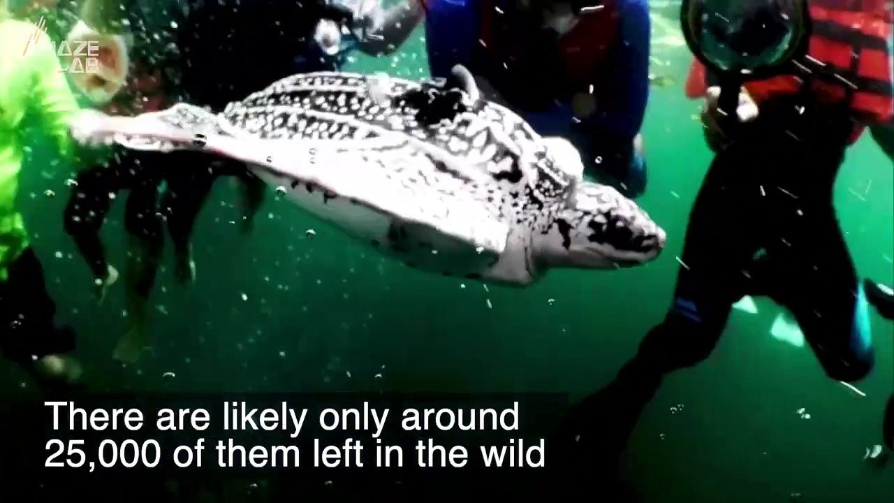 Conservationists Release Endangered Baby Sea Turtles Back Into the Ocean With Satellite Trackers, Here’s Why