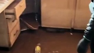Após enchente jovem encontra imagem de Nossa Senhora intacta em padaria do RS