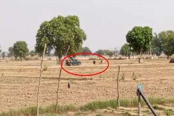 सरिस्का की टीम ने भालू का ऐसे किया रेस्क्यू, देखें वीडियो