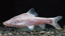 Yeni keşfedilen bir balık türü evrime ışık tutabilir