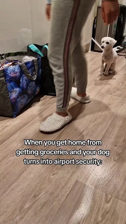 dog security check