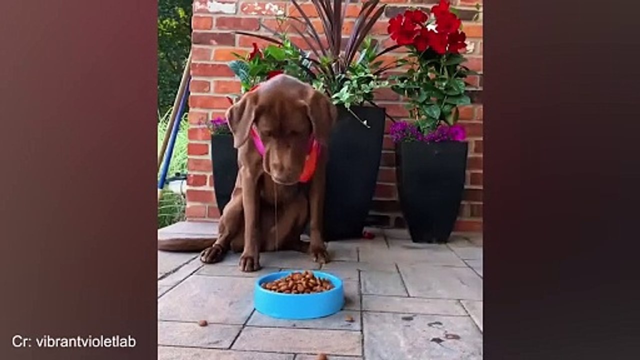 dogs being devilish