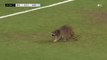 Un raton laveur bat un record insolite sur... un terrain de football !