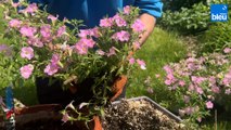 Roland Motte, jardinier : pétunias ou surfinias, que choisir pour fleurir vos balcons ?