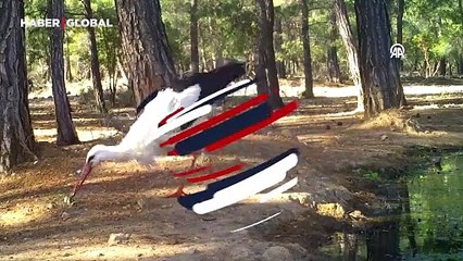 Leyleğin hijyenli beslenmesi fotokapana yansıdı: "Yıkamadan yer miyim?"