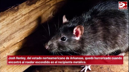 Hombre encuentra una rata dentro de una lata de bebidas