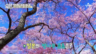 [#선넘은패밀리] 벚꽃 맛집 도쿄 나카메구로♥ 쌈@뽕한(?) 벚꽃 에디션과 환상의 밤 풍경까지!