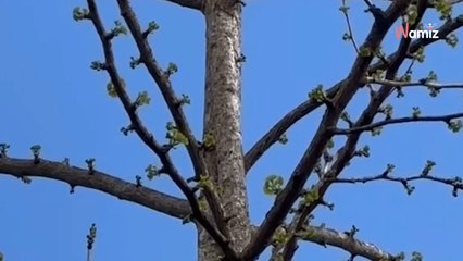 Elle croit entendre son chien aboyer dans un arbre : 77,5K personnes hallucinent devant cette scène (vidéo)