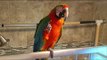 Harlequin Macaw Waves and Raises Feet to Say Hello