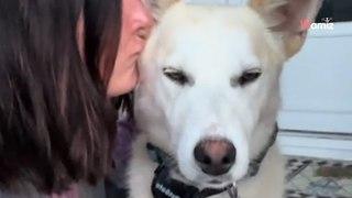Une famille découvre une chienne errante : elle décide de bouleverser son destin